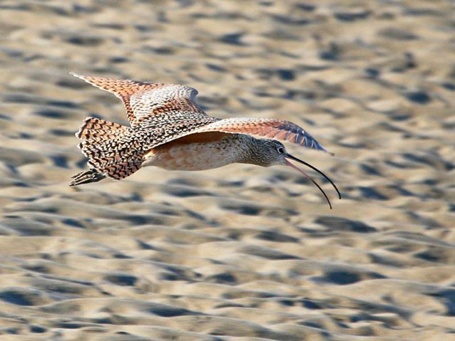 The long-billed curlew is a winter resident of the wetlands at the Presidio of San Francisco.