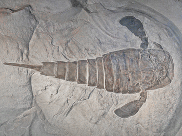 Fossil is the oldest-known scorpion