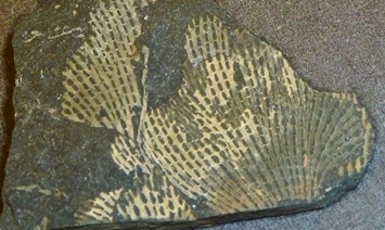 bryozoan fossil