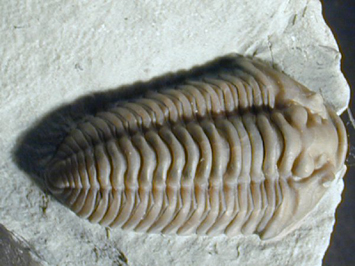 fossil  trilobite