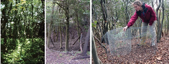 Collage of Sunken Forest images 1990s to 2006 Collage of Sunken Forest images 1990s to 2006
