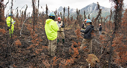 Men and women in hardhats stand in a recently burned boreal forest. Men and women in hardhats stand in a recently burned boreal forest.