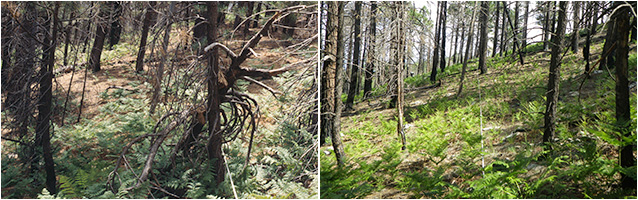 Before and after prescribed fire treatments Before and after prescribed fire treatments