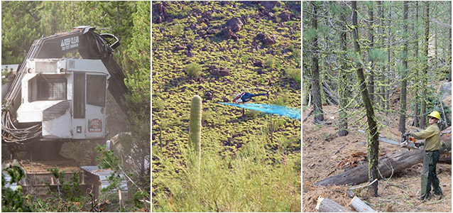 Left: feller-buncher; middle: helicopter spraying; right: firefighter cutting tree with chainsaw.