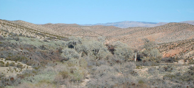 Low scrub vegetation dots the rolling topography of the desert landscape at Tassi Ranch. Low scrub vegetation dots the rolling topography of the desert landscape at Tassi Ranch.