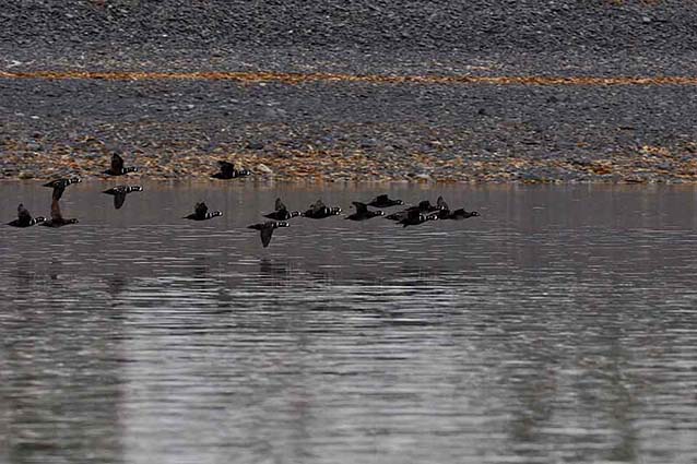 Harlequin ducks in flight along the coast.