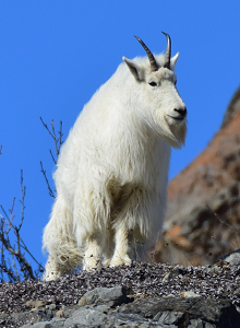 Identifying Vulnerable Mountain Goat Populations (U.S. National Park  Service)