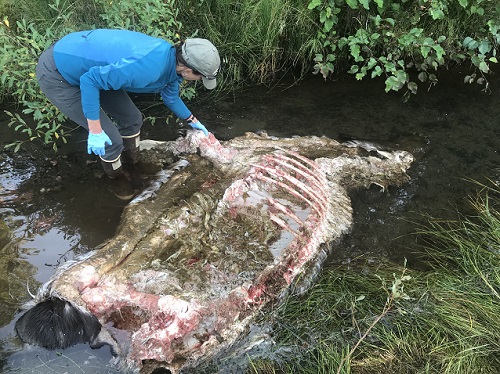 Woman looks at moose carcass