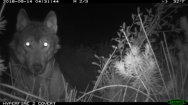 Wolf staring at camera