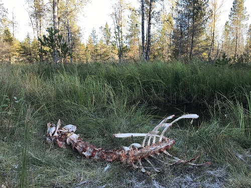 Moose carcass