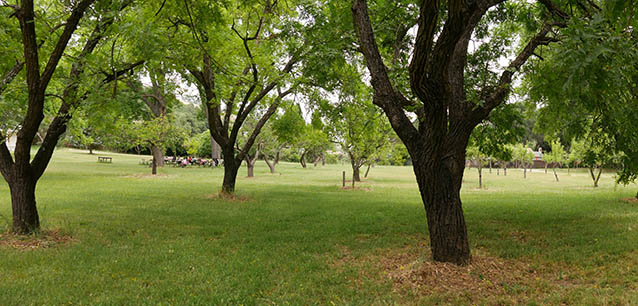 A group of students at picnic tables in the distance, under the leafy canopy of orchard trees A group of students at picnic tables in the distance, under the leafy canopy of orchard trees