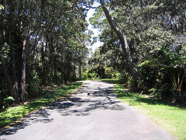 A driveway leads under a canopy of tall, shady trees. A driveway leads under a canopy of tall, shady trees.