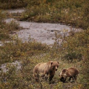 Two grizzly bears stand in a patch of low brush and plants near a stream.