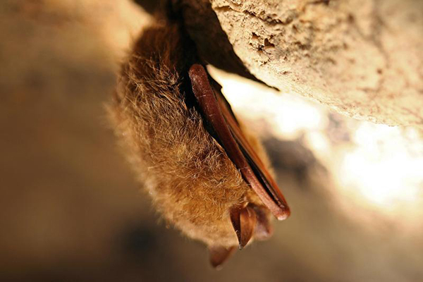 single tricolored bat hangs from a cave ceiling single tricolored bat hangs from a cave ceiling