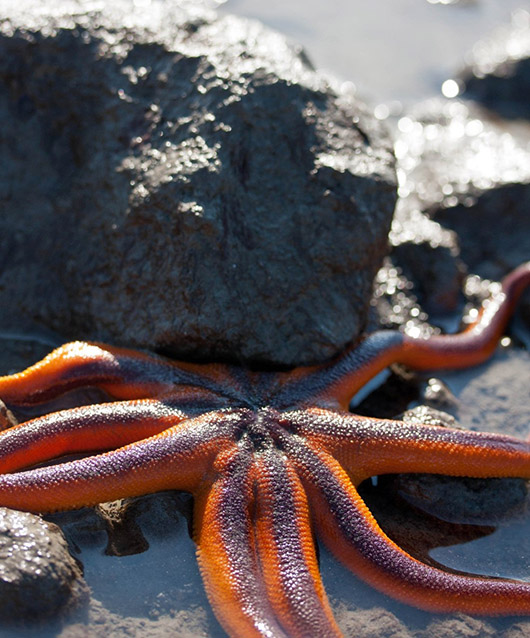 yellow and orange sea star with eight legs sits in front of rock on a coast