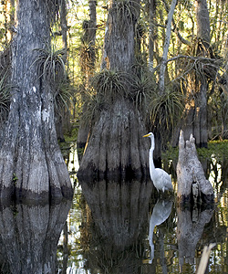Egret in cypress swamp