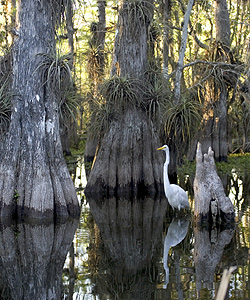 Egret in cypress swamp Egret in cypress swamp