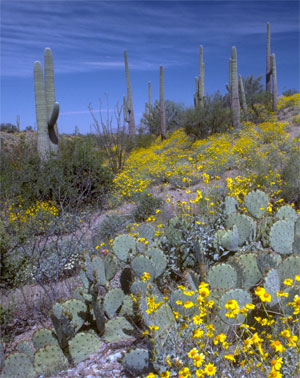 Saguaros, cacti, and wildflowers