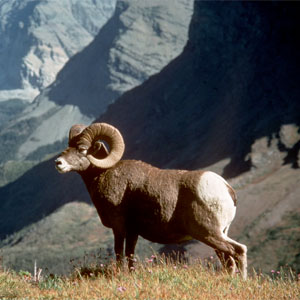 Desert bighorn sheep