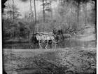 Photograph of mules pulling a cart through a brook