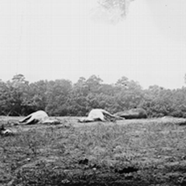 Photographs of a number of horses dead after a battle