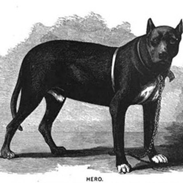 Print of the dog, "Hero" Print of the dog, "Hero"