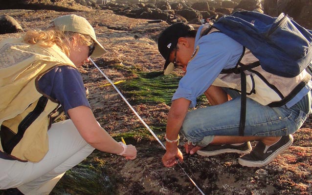 Volunteers Elise Watson and Mario Diaz measure algal turf along a line transect at Cabrillo NM