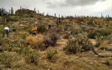 Volunteers help remove Buffelgrass to help maintain Saguaro National Park’s natural beauty.