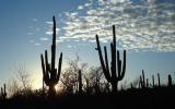 Saguaro cacti silhouettes at Saguaro National Park