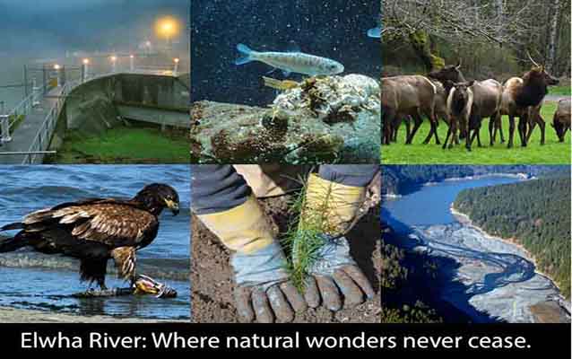 Collage of lifeforms that live near the Elwha River