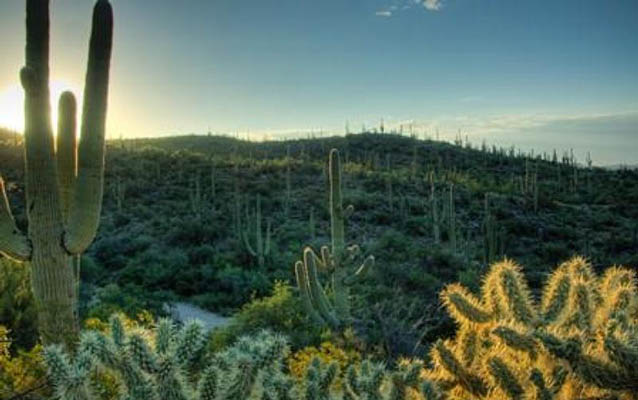 Cactus forest