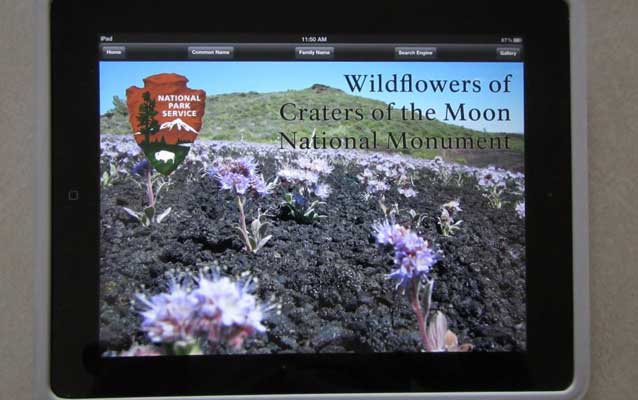 Wildflower app opening screen