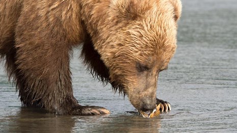 Alaska Pooping Brown Bear With Fish Key Chain - Alaska Wild Country