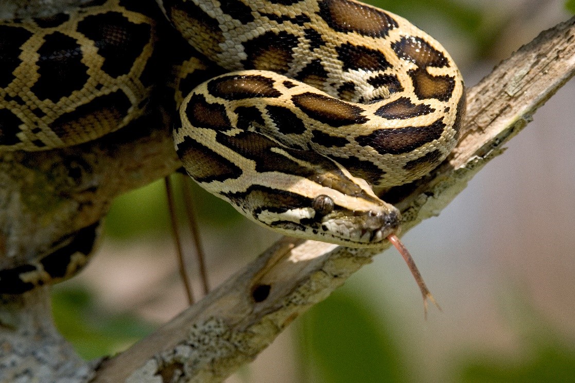 The First Recorded Python In Everglades National Park 40 Years Later U S National Park Service