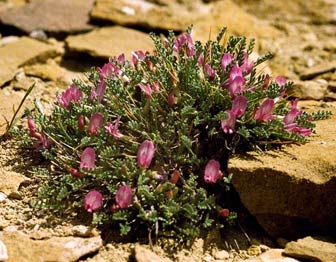 Mancos milkvetch