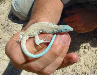 Little white whiptail