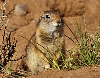 Mammals - Science of the American Southwest (. National Park Service)