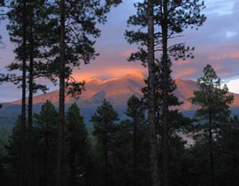 Montane forest on the San Francisco Peaks