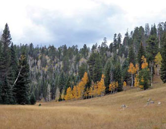 High elevation ecosystems like this mixed conifer forest, are especially sensitive to warming.