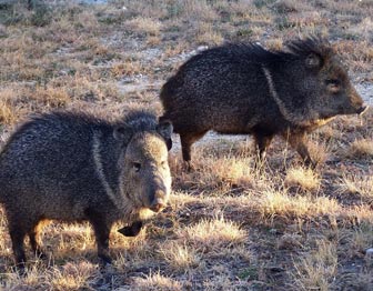 Javelinas in Guadalupe Mountains National Park