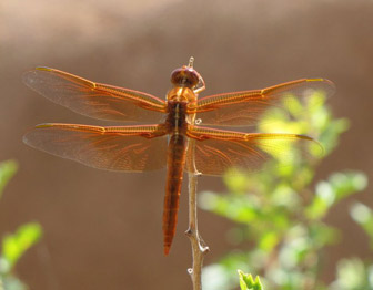  Orange skimmer