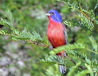 Painted Bunting