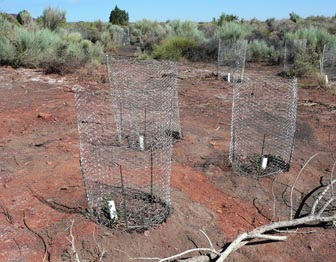 Transplanted shrubs at the Heiser Spring restoration site, Wupatki National Monument