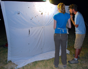 Collecting invertebrates by night at White Sands National Monument