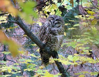 Mexican Spotted Owl