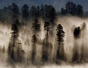 Montane Forests Science Of The American Southwest U S National Park Service