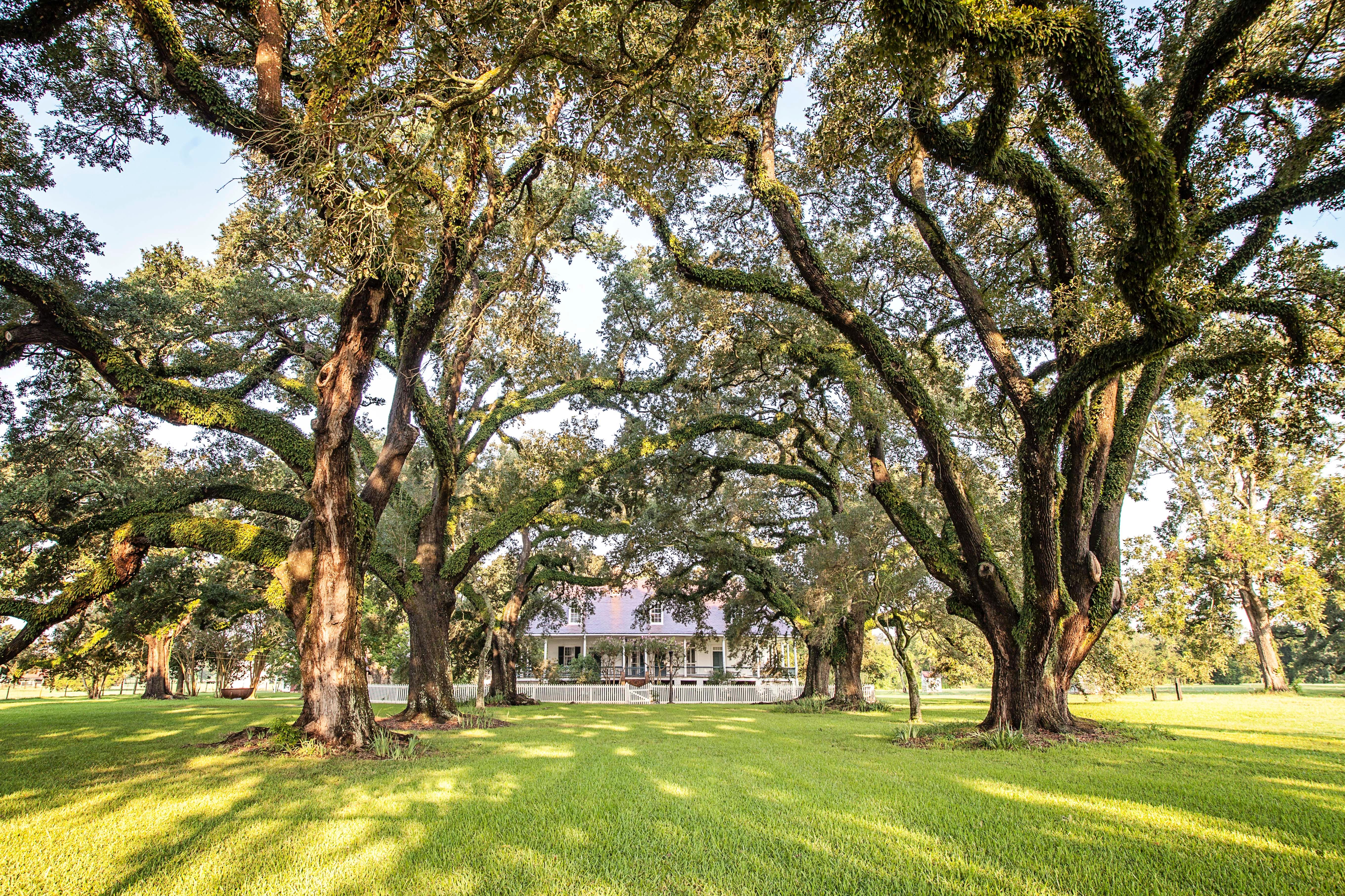 Two rows of Live Oak trees stretch from the Cane River to the Oakland Plantation Main House.