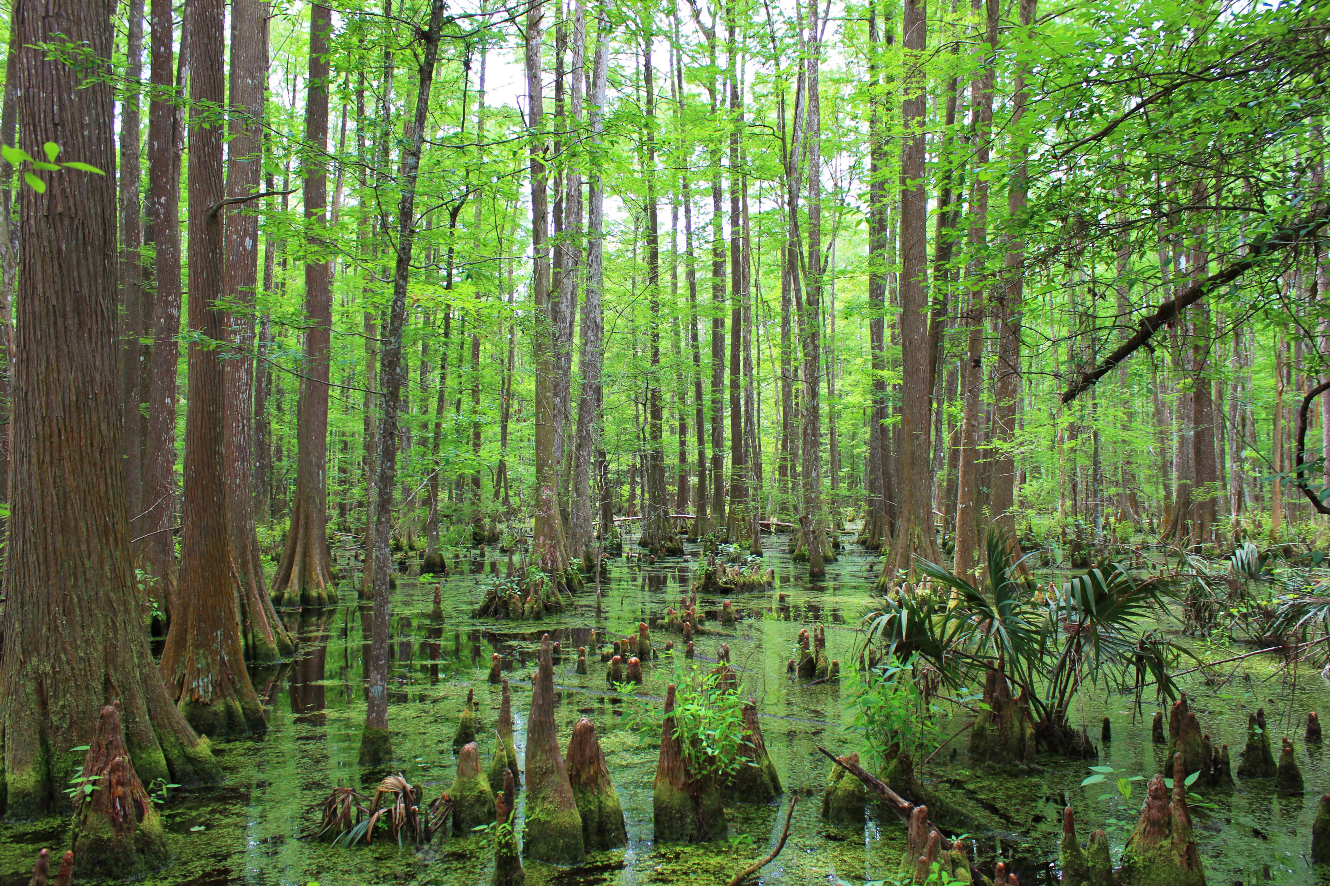 Bright green swamp with shallow water and many kinds of trees and jungle-like plants.