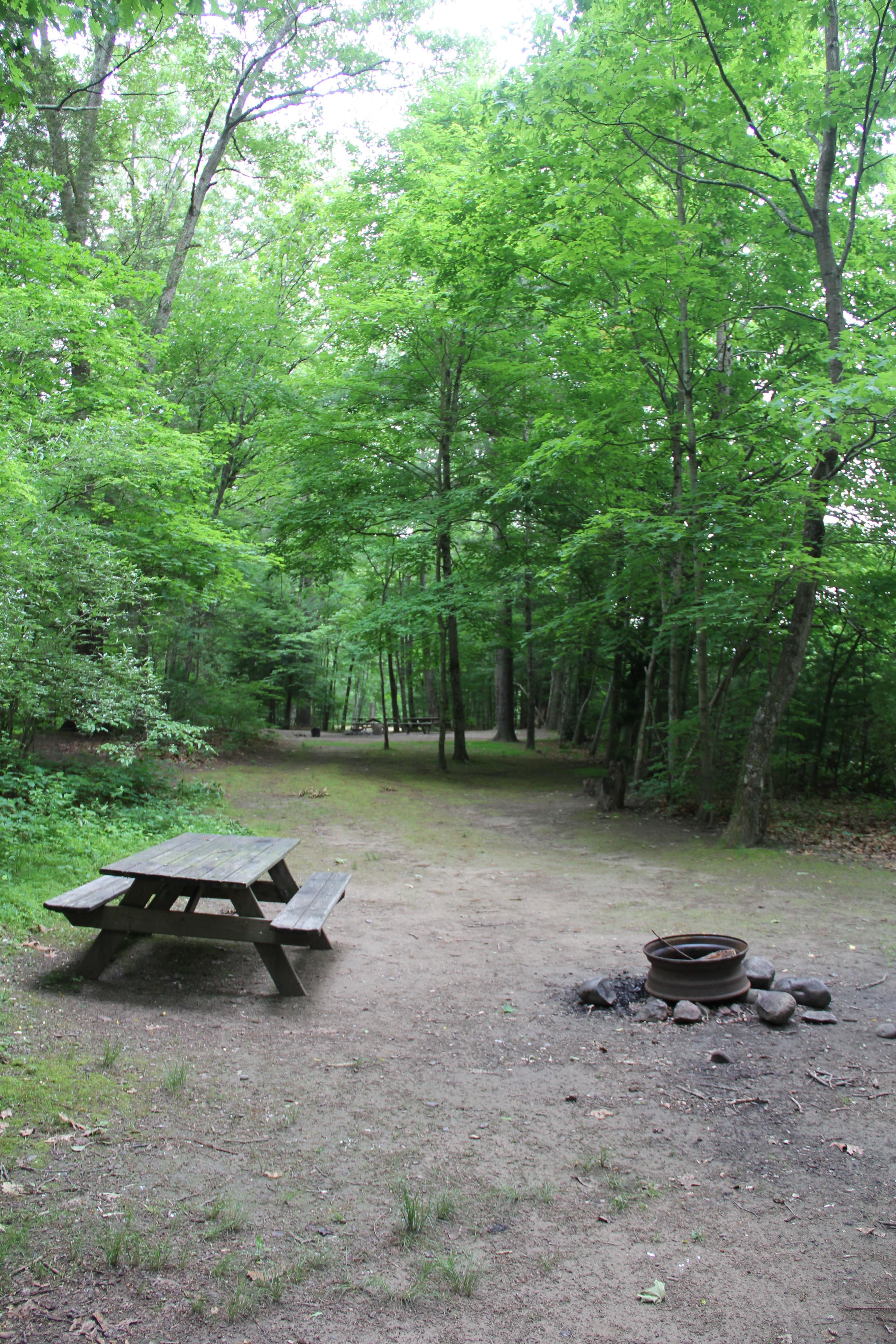 empty wooded campsite