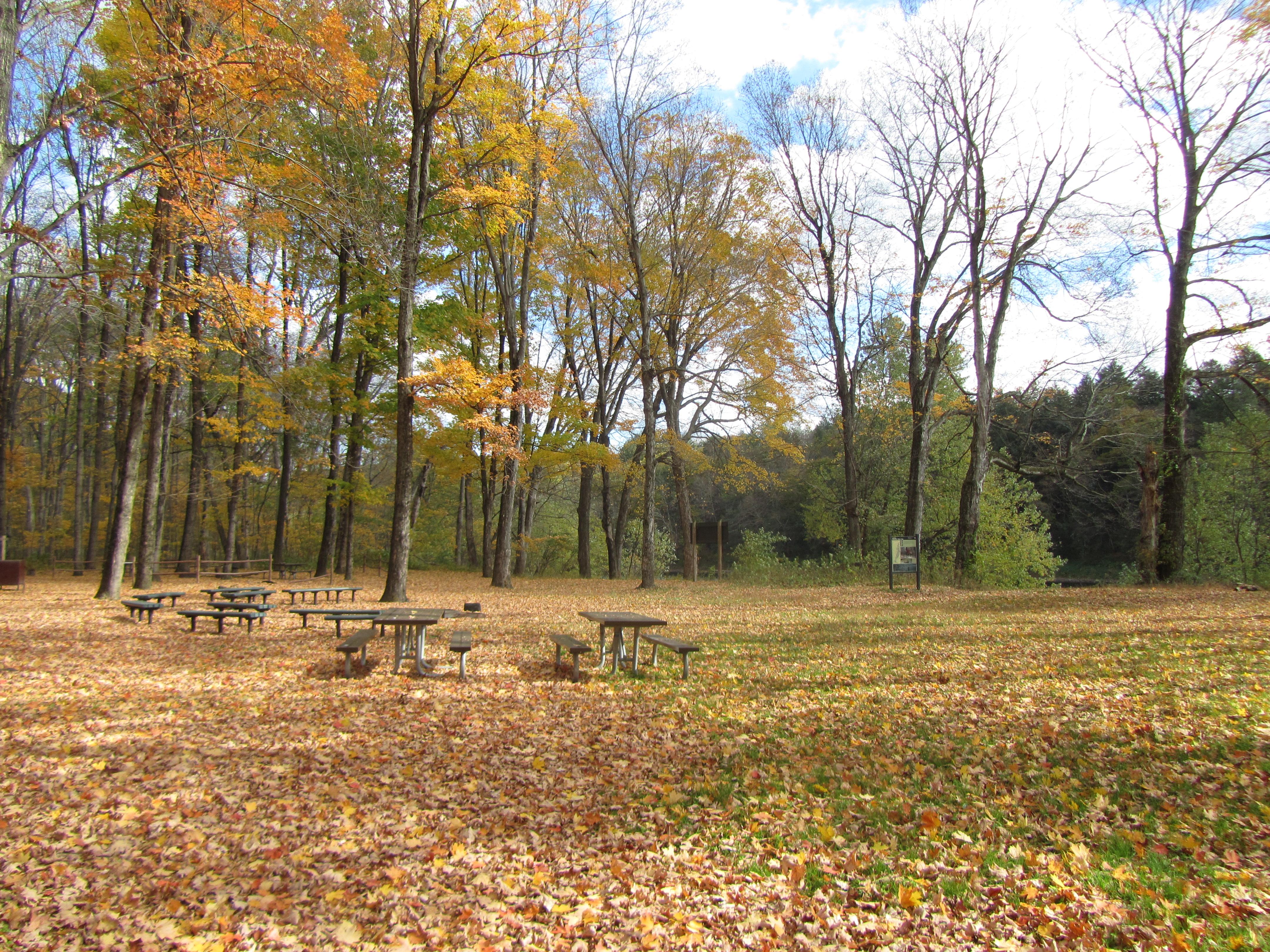 wooded group campsite
